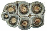 Fossil Desmostylus (Hippo-Like Animal) Molar - California #241187-1